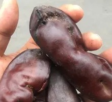 Cured Pig Kidney
