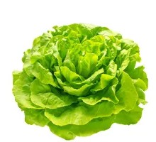 Lettuce