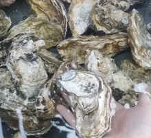 Large Rushan Oyster