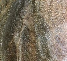 Fresh Beef Tripe from the Butcher Shop