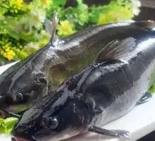 Freshly Caught Qian Fish