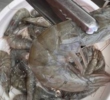 Grilled Black Tiger Shrimp