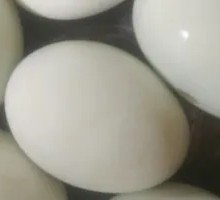 Salted Egg