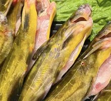 Yellow Croaker