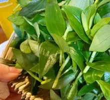 Wild Vegetables
