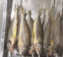 Yellow Croaker
