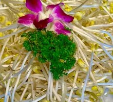 Peanut Sprout Salad