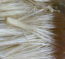 Enoki Mushroom