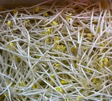 Bean sprouts