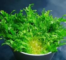 Cold Mixed Vegetables