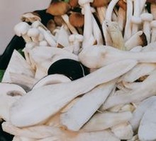 Five Mushroom Platter