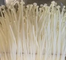 Enoki Mushroom
