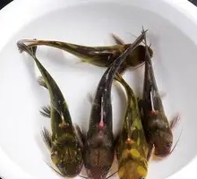 Young Ginger with Pork Neck