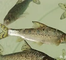 Songhua Fish