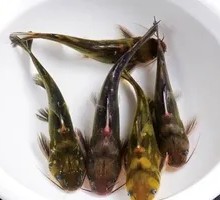 Signature Fresh Yellow Croaker with Spicy Sauce