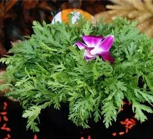 Chinese chrysanthemum greens