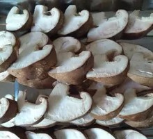 Shiitake Mushroom