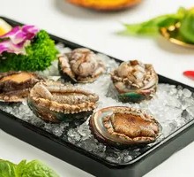 Live Abalone