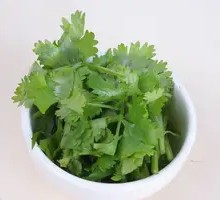Cilantro