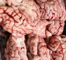 Sheep Brain and Brainstem