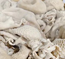 Morel Mushroom