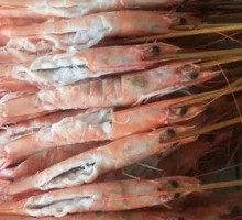 Freshwater Shrimp