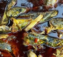 Yellow Croaker