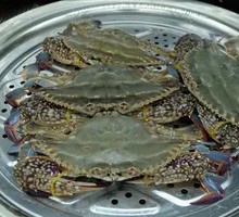 Spider Crab