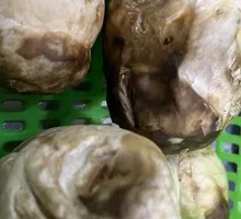 Old Man's Head