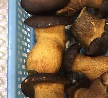 Delicious Chanterelle