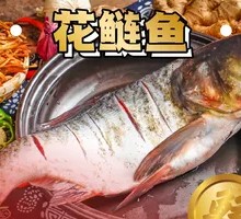 Flower Carp