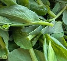 Pea Shoots