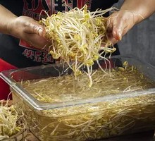 Cave Spring Bean Sprouts