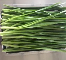 Leek