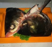 Bighead Carp Head