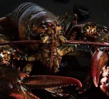 Boston Lobster