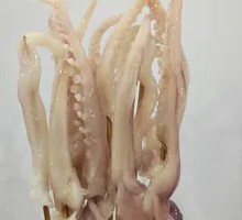 Squid Tentacles