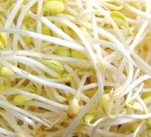 Mung Bean Sprouts