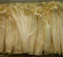 Enoki Mushroom