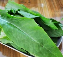 Oilseed lettuce