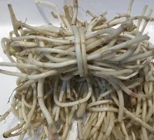 Houttuin Root