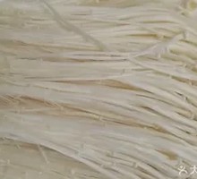Enoki Mushroom