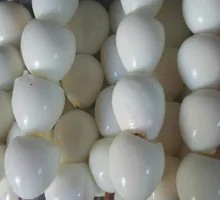 Quail Egg