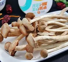 Camphor Tree Mushroom