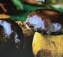 Yellow Chanterelle