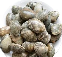 Fresh Clams with Sand Removed