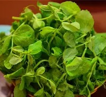 Pea Shoots