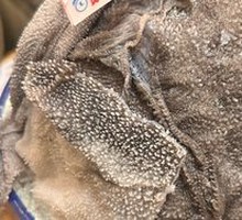 Fresh Beef Tripe from the Slaughterhouse