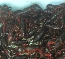 Spicy Crawfish