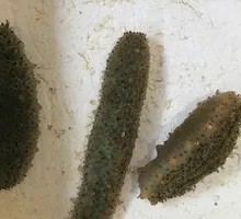 Live Sea Cucumber